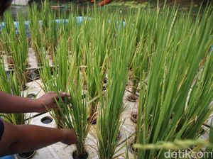 Hari Krida Pertanian Nasional Diperingati 21 Juni, Ini Tujuan dan Sejarahnya Hari Krida Pertanian Nasional Diperingati 21 Juni, Ini Tujuan dan Sejarahnya