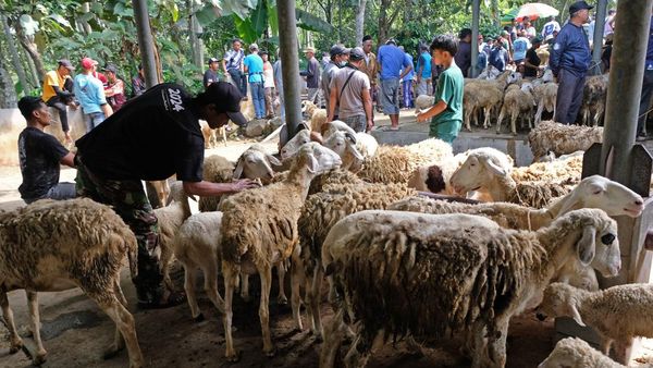 Jelang Idul Adha, Harga Kambing Turun hingga Rp 500 Ribu