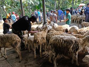 Jelang Idul Adha, Harga Kambing Turun hingga Rp 500 Ribu Jelang Idul Adha, Harga Kambing Turun hingga Rp 500 Ribu
