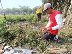 Sedih! Tanaman Cabai Siap Panen di Pantai Bugel Rusak Diterjang Ombak