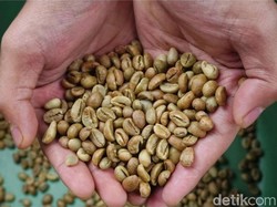Harga Biji Kopi di Pagar Alam Melejit, Petani Rela Nginap di Kebun