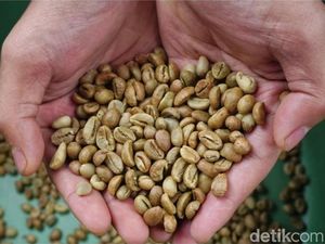 Harga Biji Kopi di Pagar Alam Melejit, Petani Rela Nginap di Kebun Harga Biji Kopi di Pagar Alam Melejit, Petani Rela Nginap di Kebun