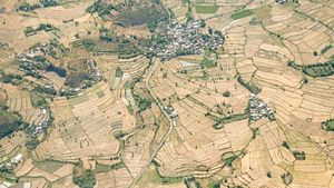 Lombok Timur Siaga Kekeringan, Sawah-sawah Mengering!