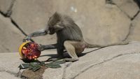 Panas Menyengat, Hewan di Kebun Binatang Meksiko Diberi Makanan Beku