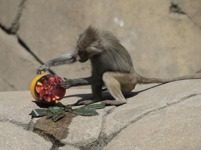 Panas Menyengat, Hewan di Kebun Binatang Meksiko Diberi Makanan Beku