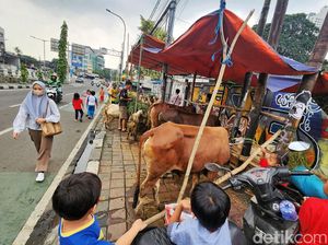 Pedagang Jadikan Trotoar di Tanah Abang untuk Jualan Hewan Kurban Pedagang Jadikan Trotoar di Tanah Abang untuk Jualan Hewan Kurban