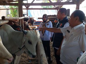 Pemprov Pastikan Hewan Kurban yang Dijual Peternak di Lampung Sehat