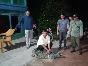 BKSDA Sumsel Evakuasi Buaya yang Masuk Lahan Sawah Warga di Banyuasin