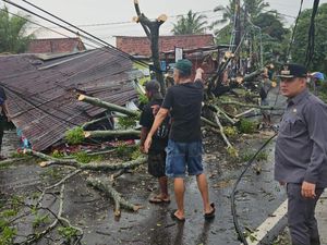 4 Pohon di Palembang Tumbang Diterpa Hujan Deras dan Angin Kencang