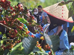 Melihat Rokat Molong Kopi, Ritual Panen Raya Arabika di Lereng Ijen-Raung