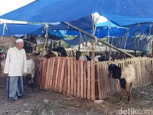 Cerita Penjual Hewan Kurban Boyong 100 Kambing dari Singaraja ke Denpasar
