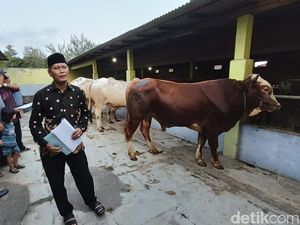 Jelang Idul Adha, Supermarket Sapi di Kulon Progo Panen Cuan