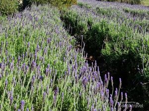 Pengalaman Wisata Petik Bunga Lavender, Tempatnya Indah Banget Pengalaman Wisata Petik Bunga Lavender, Tempatnya Indah Banget