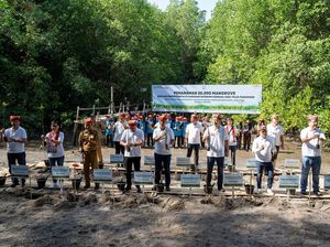 Cara AHM Peringati Hari Lingkungan Hidup, Tanam Puluhan Ribu Mangrove
