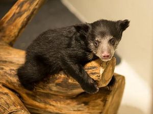 Hewan Bisa Tega Makan Anak Sendiri, Peneliti Ungkap Penyebabnya