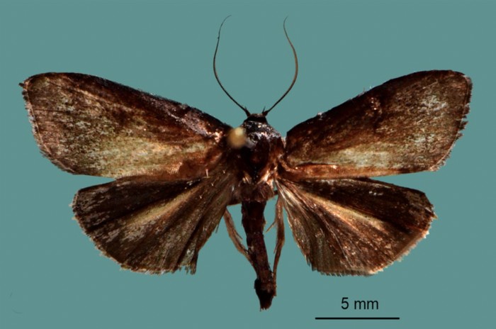 Cryptophasa warouwi hama gres pada flora cengkeh di Pulau Sangihe, Sulawesi Utara