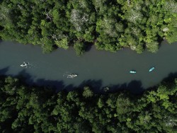 6 Manfaat Hutan Mangrove dan Bedanya dengan Bakau