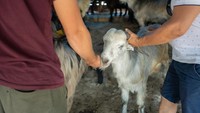 2 Kambing Warga Saptosari Mati Tercabik-cabik, Diduga Diserang Hewan Liar