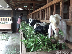 Kambing Senduro Bawa Cuan untuk Peternak Lumajang Jelang Iduladha