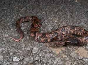 Spesies Baru Ular Berbisa Ganas Ditemukan Ilmuwan