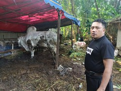 Ternyata Ini Alasan Banyak Pedagang Hewan Kurban Buka 24 Jam