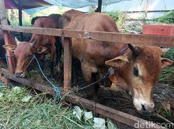 Jumlah Hewan Kurban di Aceh Besar: 2.888 Ekor Sapi, 1.760 Kambing
