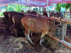Kapan Waktu Terbaik Menyembelih Hewan Kurban? Ini Penjelasannya