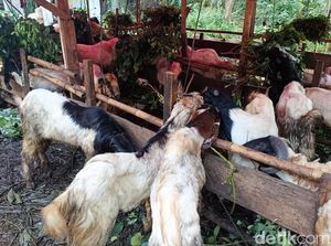 Hukum Berkurban untuk Orang yang Sudah Meninggal, Boleh atau Tidak? Hukum Berkurban untuk Orang yang Sudah Meninggal, Boleh atau Tidak?