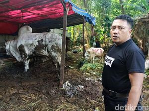 Pedagang Hewan Kurban Kejar Setoran, Buka 24 Jam Non Stop!