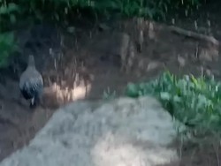 Kata Pengelola Basecamp soal Heboh Ayam Hutan Tuntun Pendaki Gunung Andong