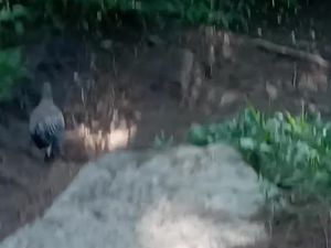 Viral Video Ayam Hutan Tuntun Pendaki Turun Gunung Andong di Magelang Viral Video Ayam Hutan Tuntun Pendaki Turun Gunung Andong di Magelang