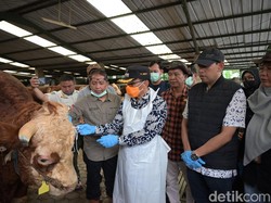 Kondisi Hewan Kurban di Kuningan Bebas Penyakit, Diberi Kalung Sehat