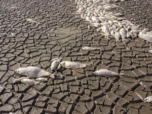 Danau Meksiko Mengering, Ribuan Ikan Mati
