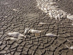 Danau Meksiko Mengering, Ribuan Ikan Mati