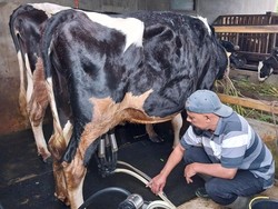 Ini Dusun Penghasil Susu di Kota Batu yang Aman dari PMK