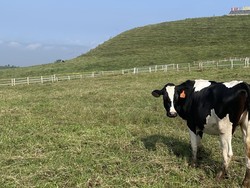 3 Fakta RI Mau Impor 1 Juta Ekor Sapi Perah demi Makan Bergizi Gratis