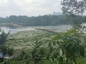 Viral Jembatan Alfian di Sungai Citarum KBB Terputus, Begini Faktanya Viral Jembatan Alfian di Sungai Citarum KBB Terputus, Begini Faktanya