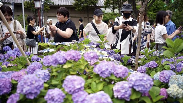 Terpesona Cantiknya Bunga Hydrangea di Kuil Hakusan Tokyo