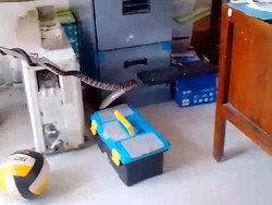 Horor! Petugas Makam Kota Pasuruan Berhamburan Keluar gegara Ular Kayu