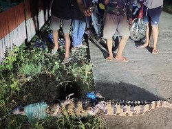 Geger Buaya 2 Meter Masuk Permukiman di Bone, Warga Evakuasi