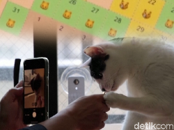 Serba-serbi Aplikasi AI Jepang yang Disebut Bisa Deteksi Kucing Sakit