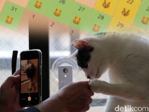 Serba-serbi Aplikasi AI Jepang yang Disebut Bisa Deteksi Kucing Sakit Serba-serbi Aplikasi AI Jepang yang Disebut Bisa Deteksi Kucing Sakit