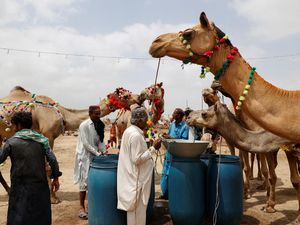 Harga Hewan Kurban di Pakistan Melonjak, Warga Mengeluh Harga Hewan Kurban di Pakistan Melonjak, Warga Mengeluh