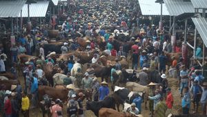 Tumpah Ruah Pasar Hewan Jelok Jelang Idul Adha