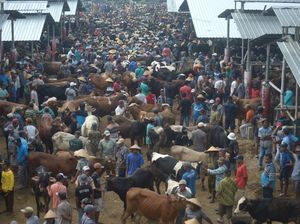 Tumpah Ruah Pasar Hewan Jelok Jelang Idul Adha Tumpah Ruah Pasar Hewan Jelok Jelang Idul Adha