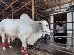 Jokowi Sumbang Sapi Ongole 850 Kg ke Masjid Perjuangan 45 Medan
