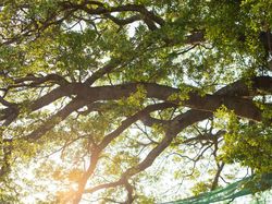 KPC Kembangkan Bibit Pohon Endemik di Lahan Bekas Tambang