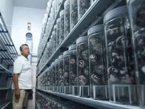 Inovasi Penetasan Telur Penyu di Banyuwangi