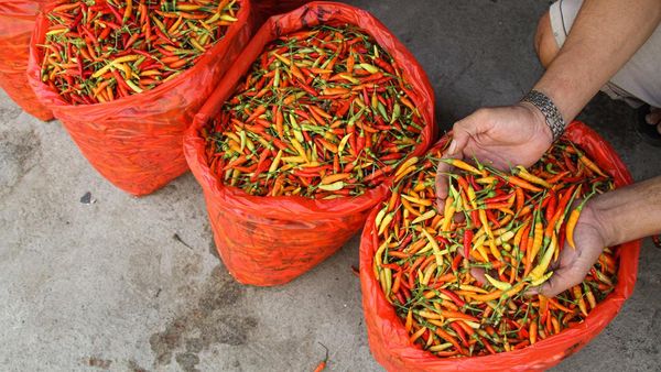 Jelang Idul Adha, Harga Cabai Naik di Pasar Terong Makassar