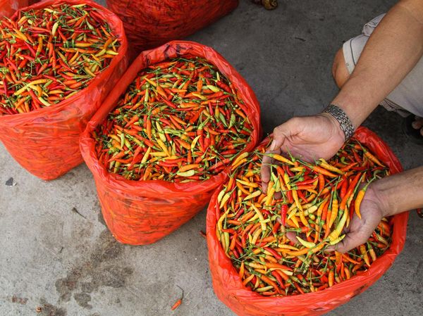 Jelang Idul Adha, Harga Cabai Naik di Pasar Terong Makassar